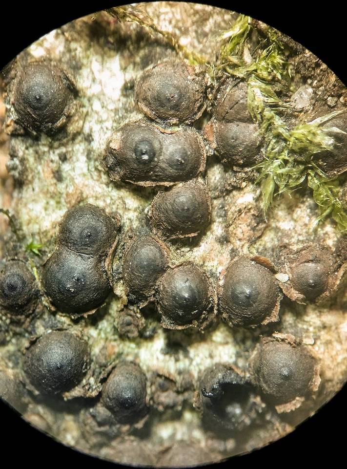 Amphirosellinia evansii image