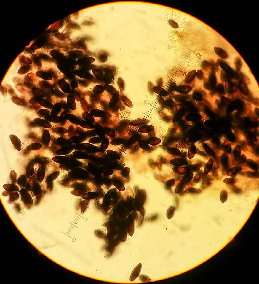 Biscogniauxia bartholomaei image