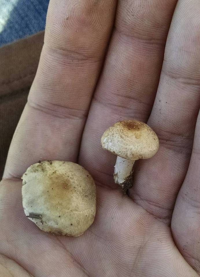 Agaricus comtulus image