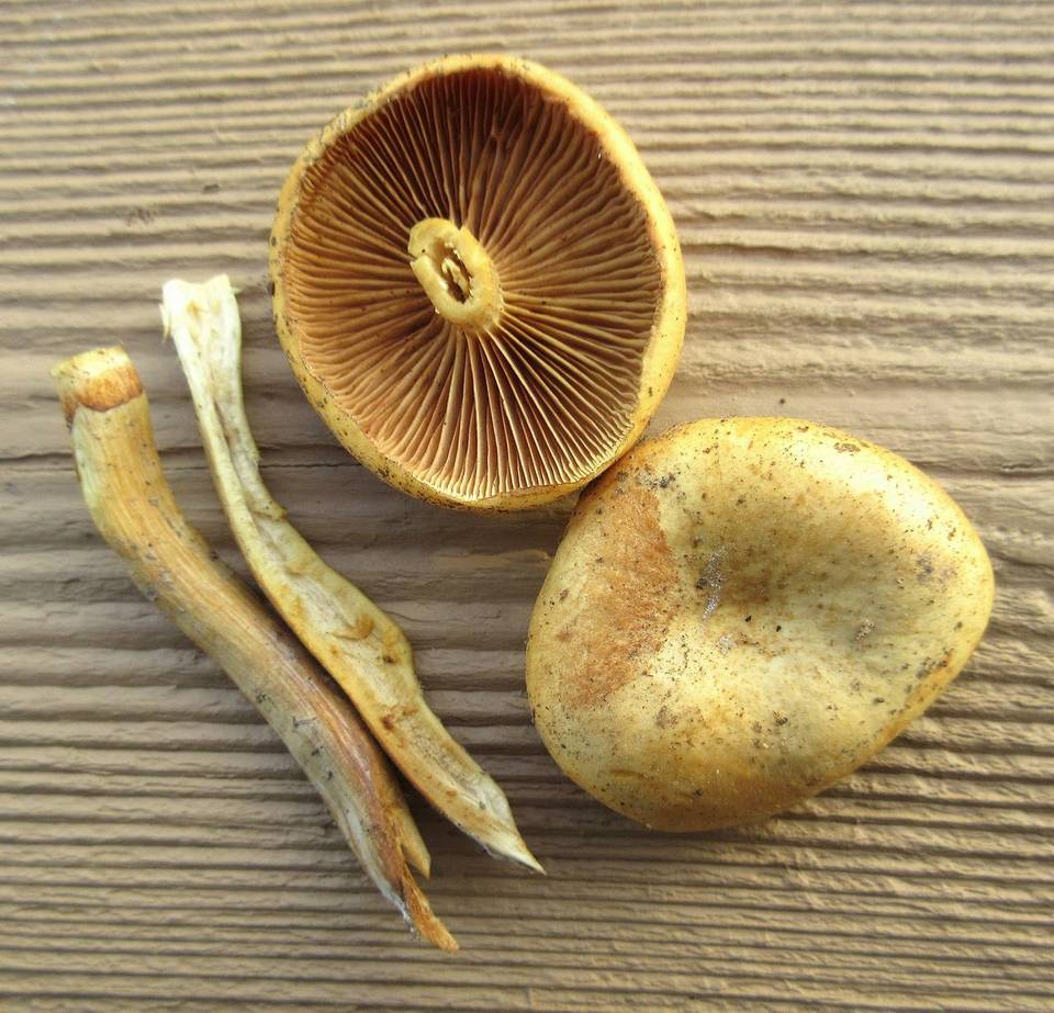 Gymnopilus luteus image