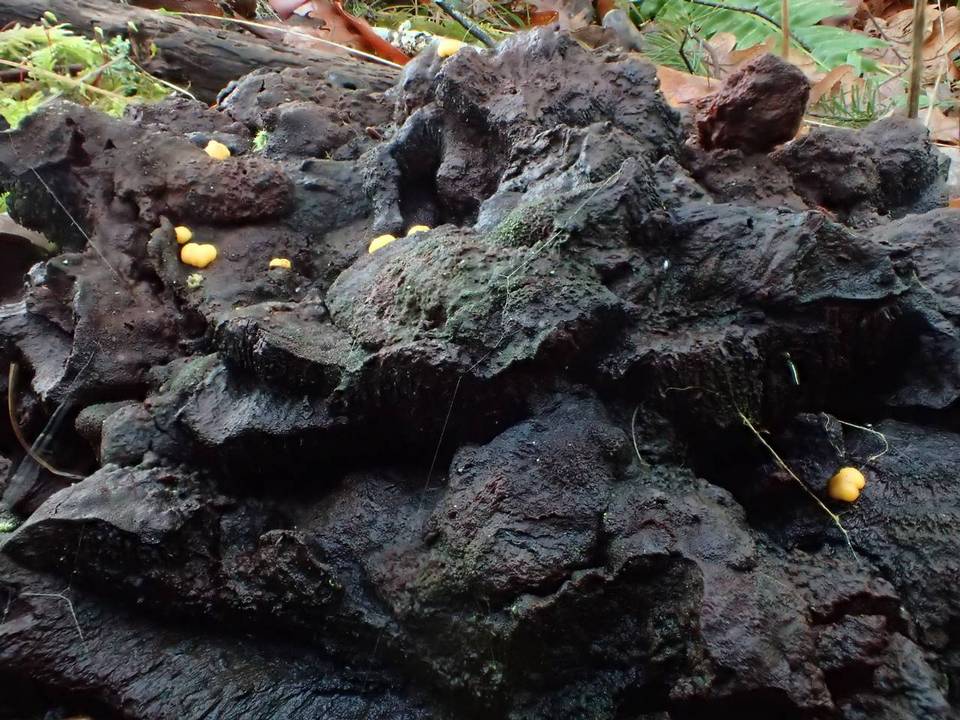 Endogone pisiformis image
