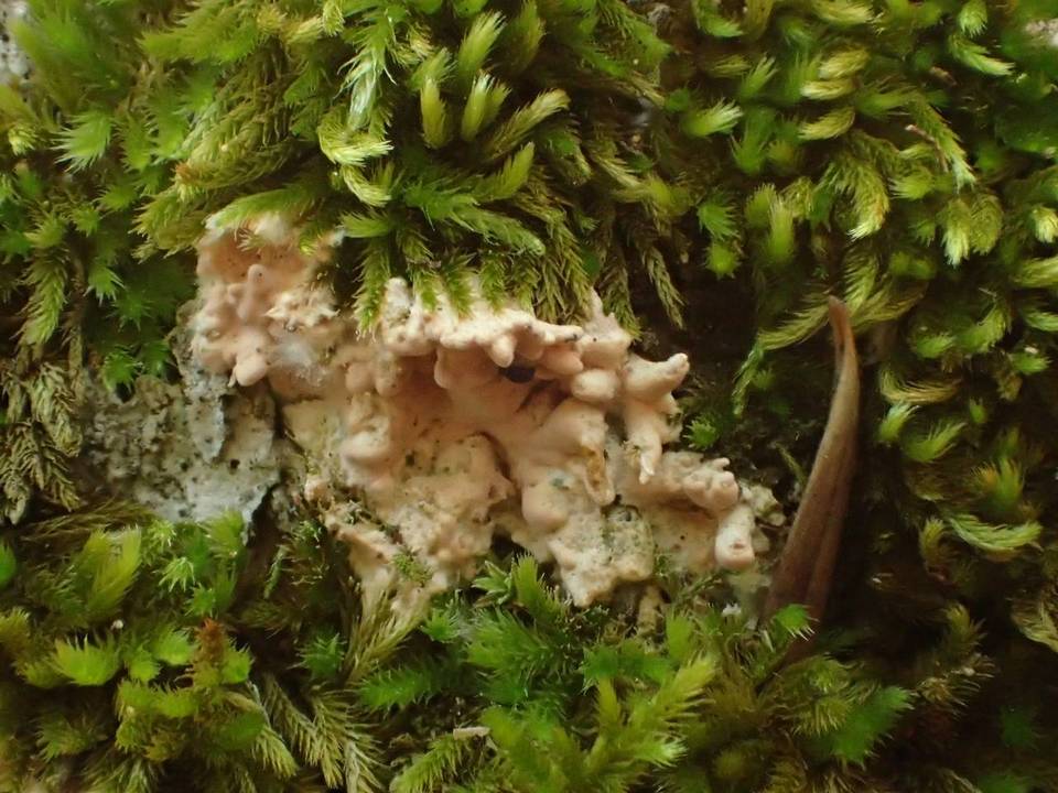 Ramaricium flavomarginatum image
