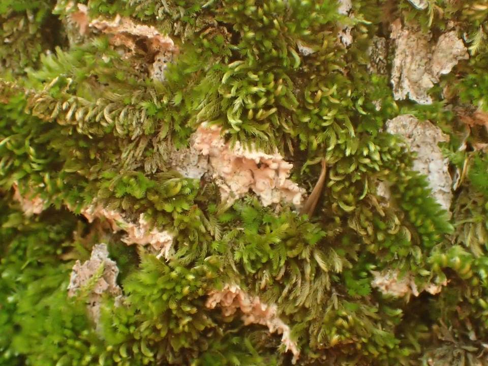 Ramaricium flavomarginatum image
