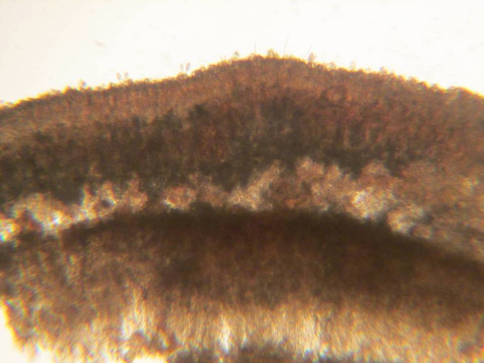 Ramaricium flavomarginatum image