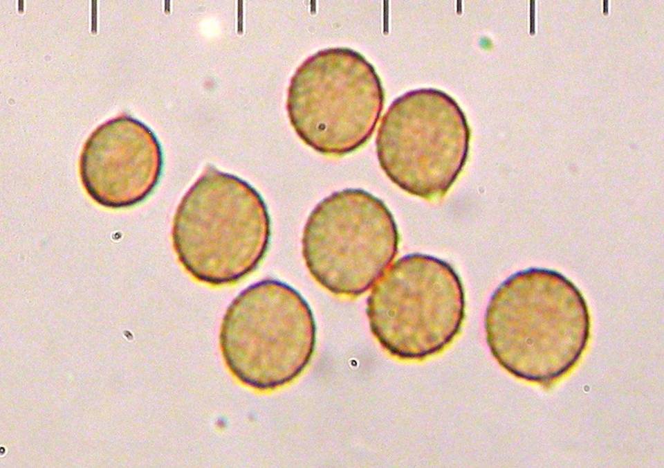 Cortinarius emunctus image