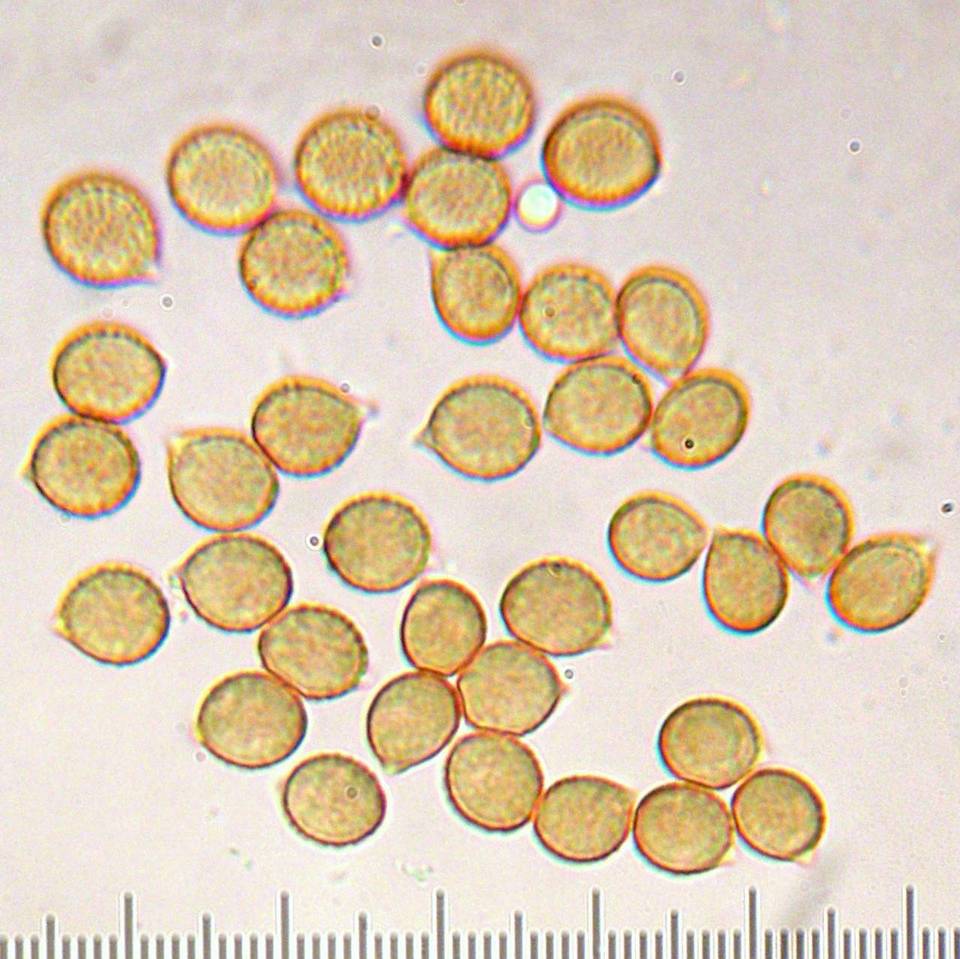 Cortinarius emunctus image