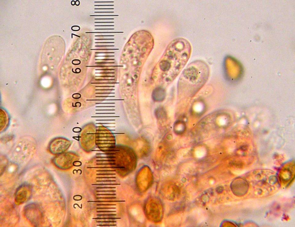 Phaeocollybia redheadii image