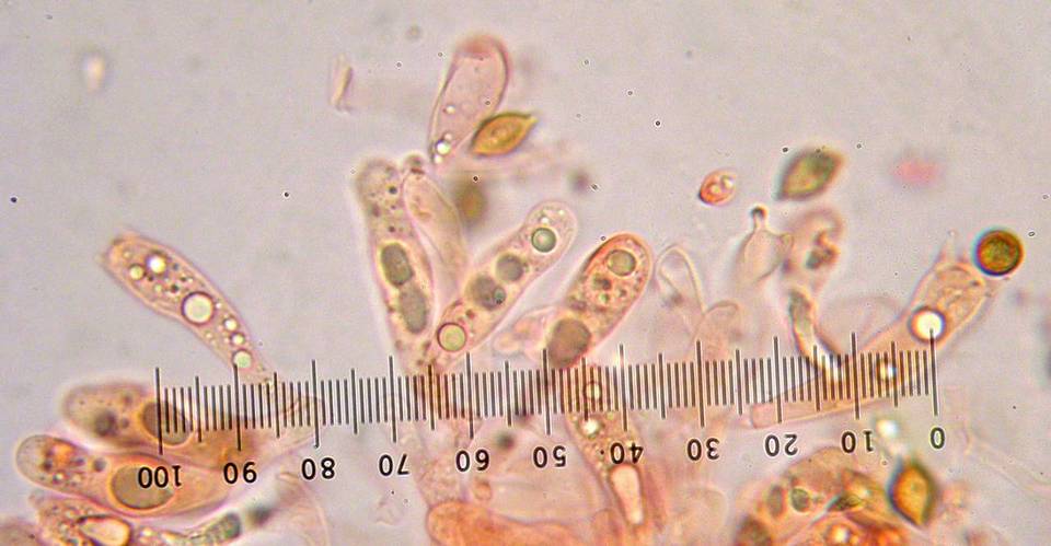 Phaeocollybia redheadii image
