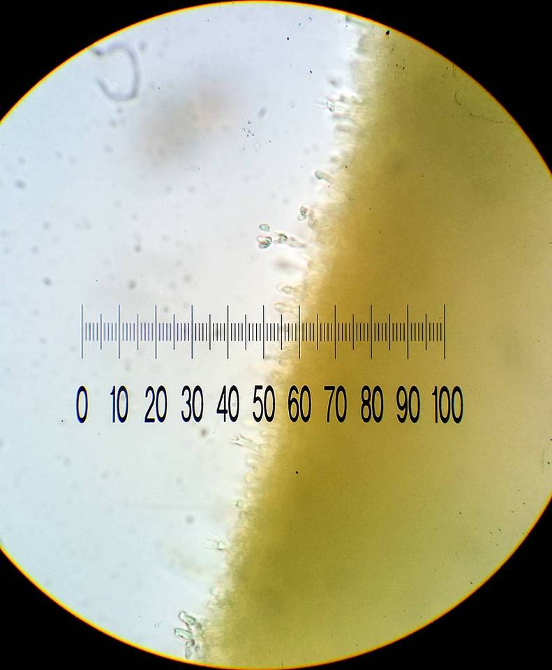 Irpicodon pendulus image
