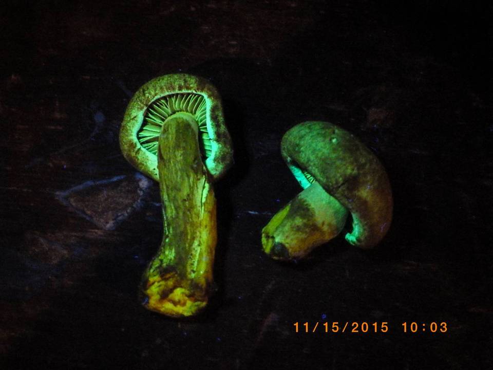 Gymnopilus punctifolius image
