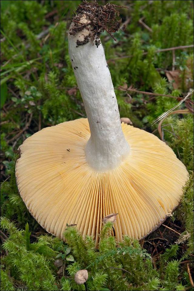 Russula romellii image