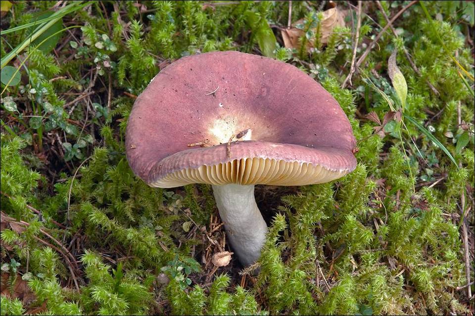 Russula romellii image