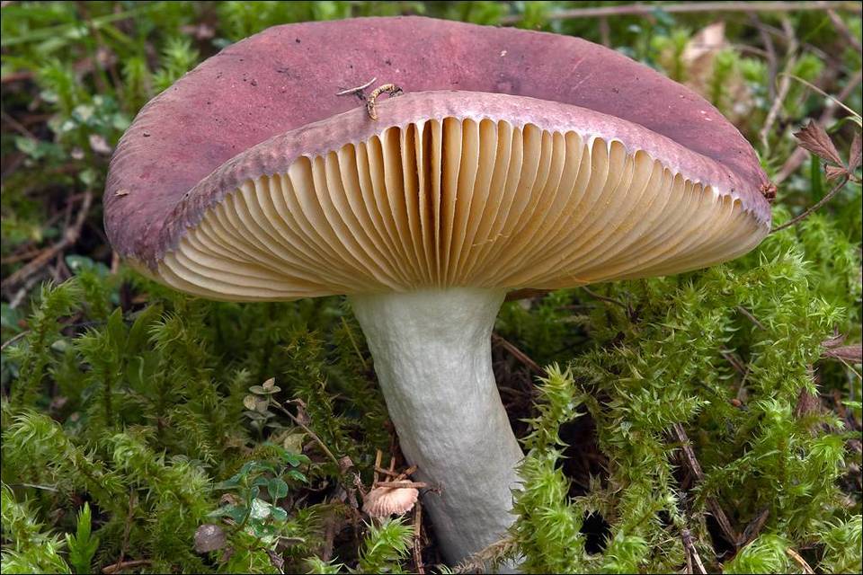 Russula romellii image