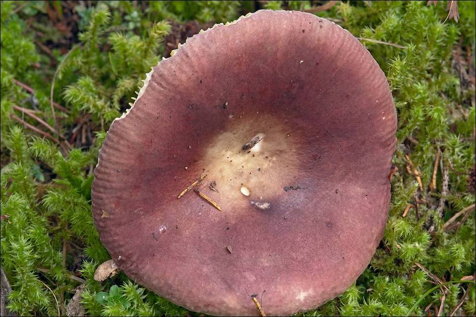 Russula romellii image