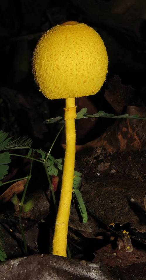 Leucocoprinus brunneoluteus image
