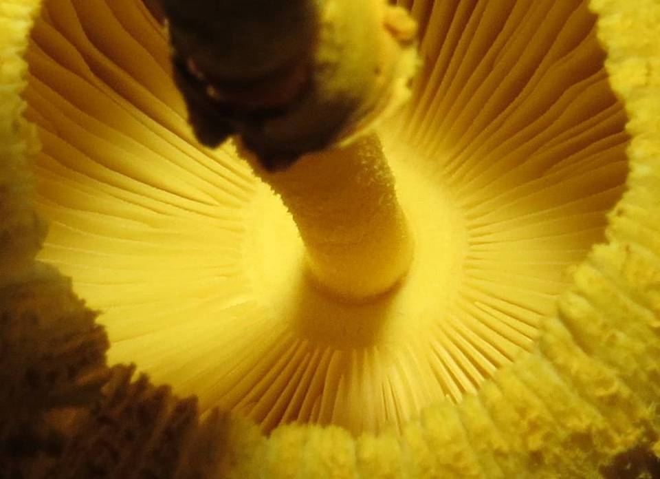 Leucocoprinus brunneoluteus image