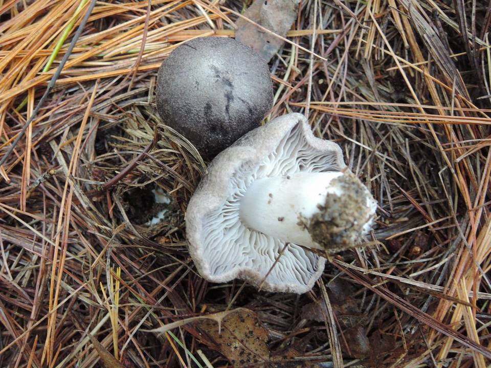 Tricholoma gausapatum image