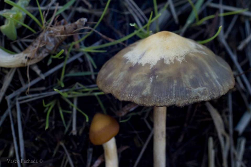 Hypholoma subericaeum image