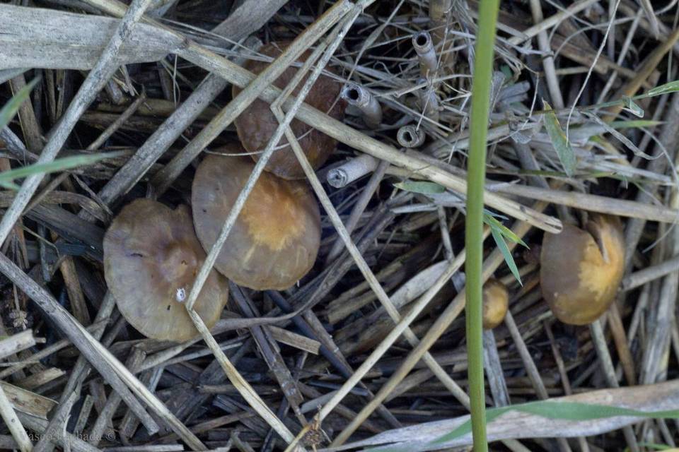 Hypholoma subericaeum image