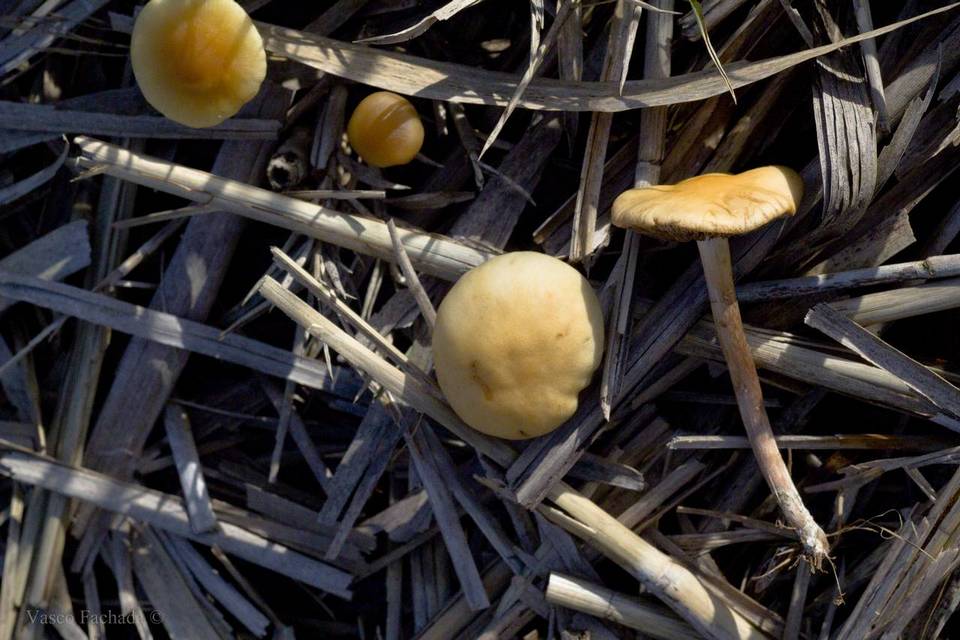 Hypholoma subericaeum image