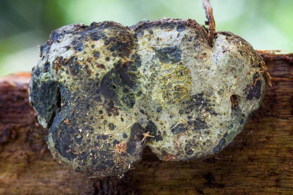 Camarops ustulinoides image
