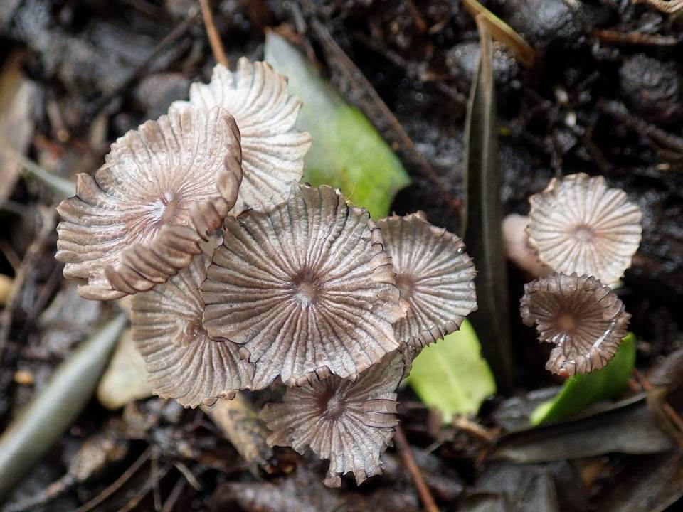 Coprinellus marculentus image