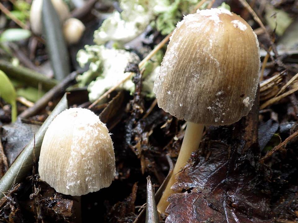 Coprinopsis pseudonivea image