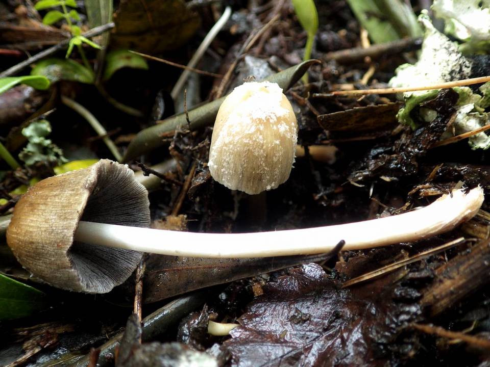 Coprinopsis pseudonivea image