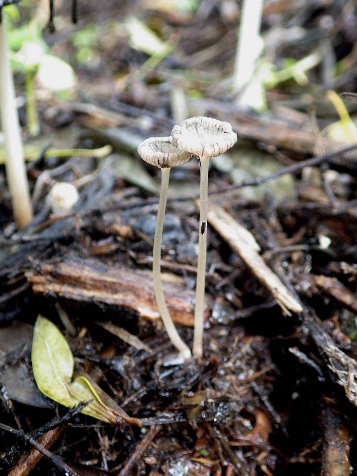Coprinellus marculentus image