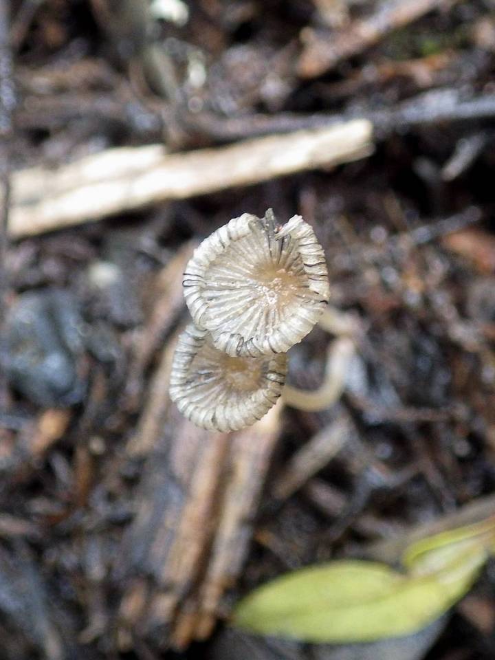 Coprinellus marculentus image