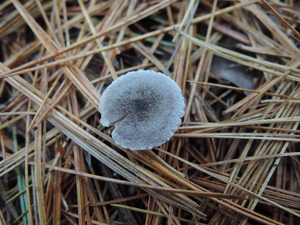Tricholoma atrosquamosum image