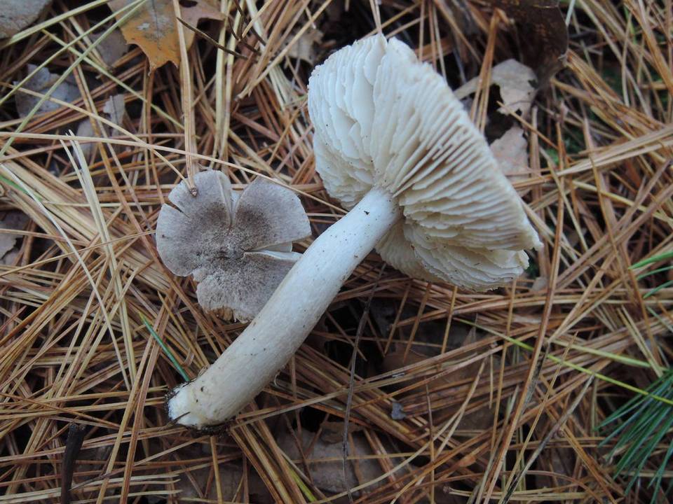 Tricholoma atrosquamosum image