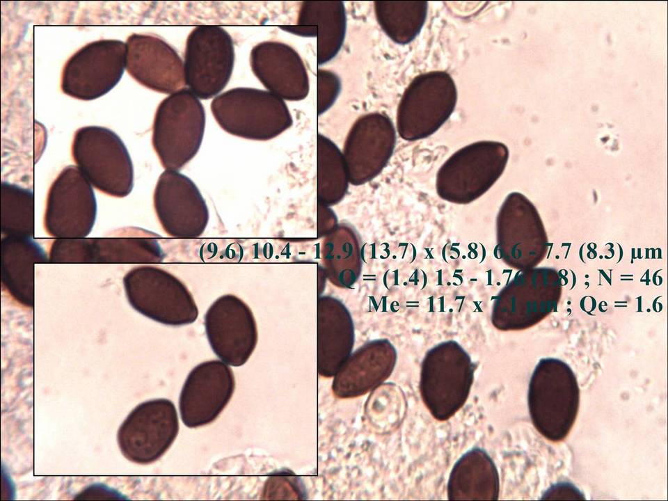 Coprinellus marculentus image
