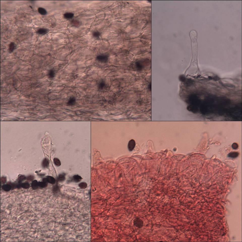 Coprinellus marculentus image