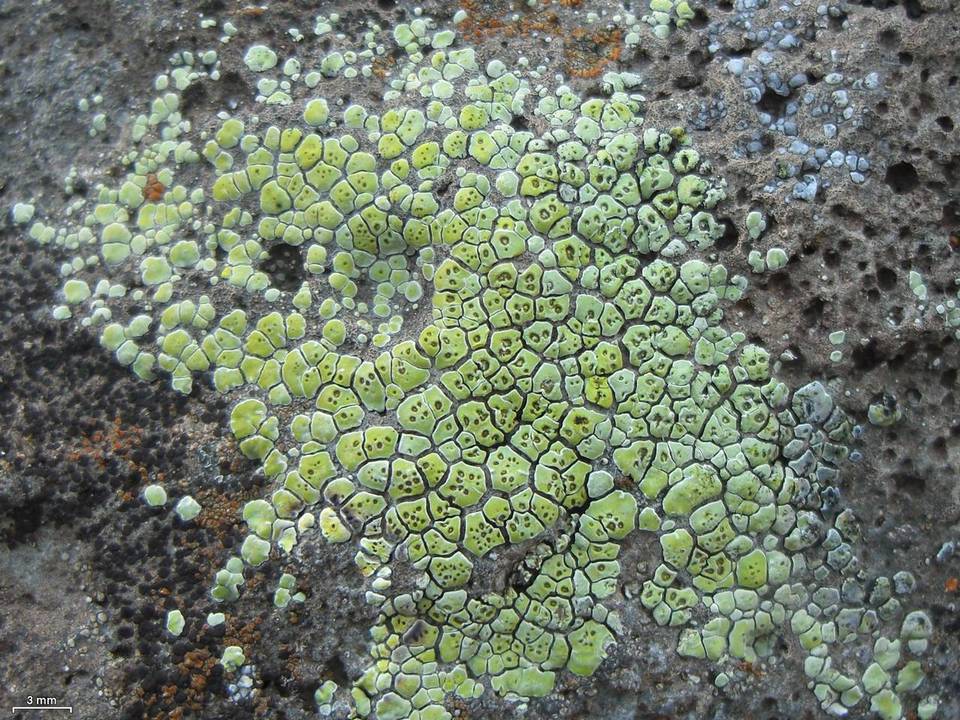 Acarospora affinis image