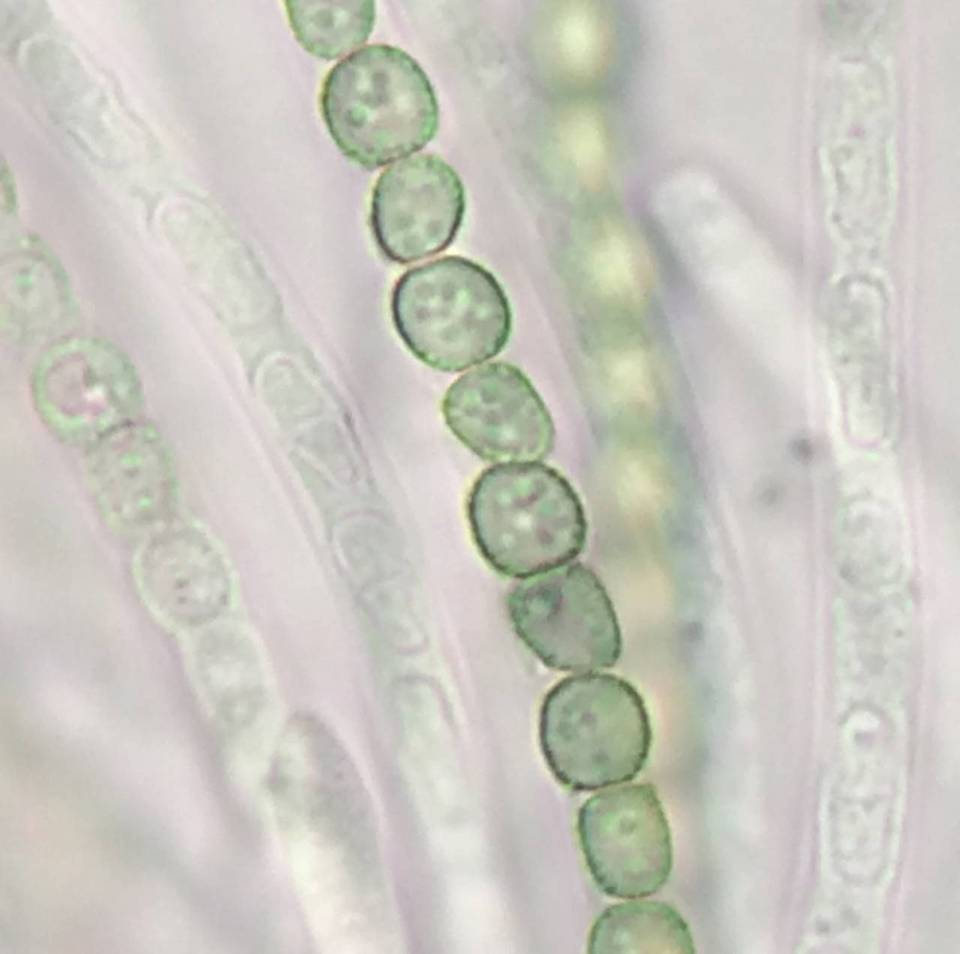 Hypocrea strictipilosa image
