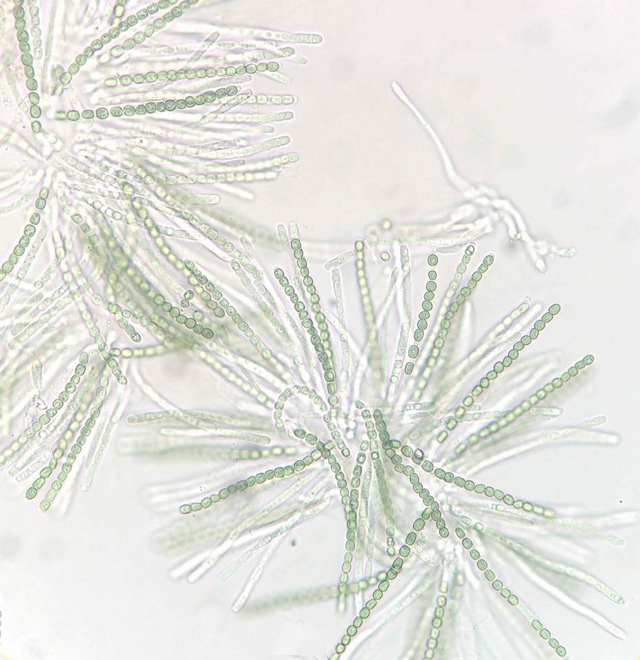 Hypocrea strictipilosa image