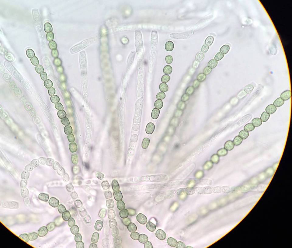 Hypocrea strictipilosa image