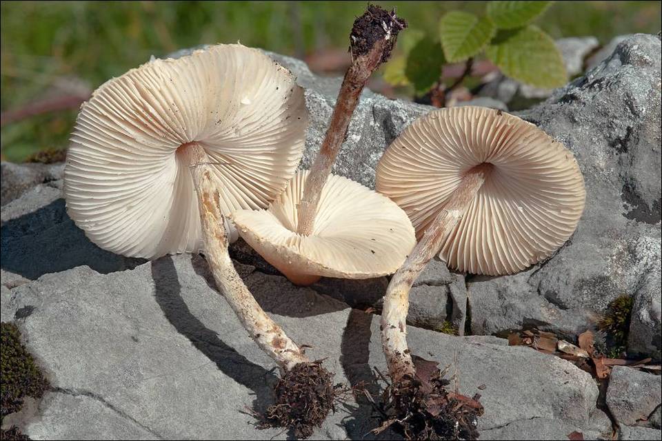 Lepiota oreadiformis image