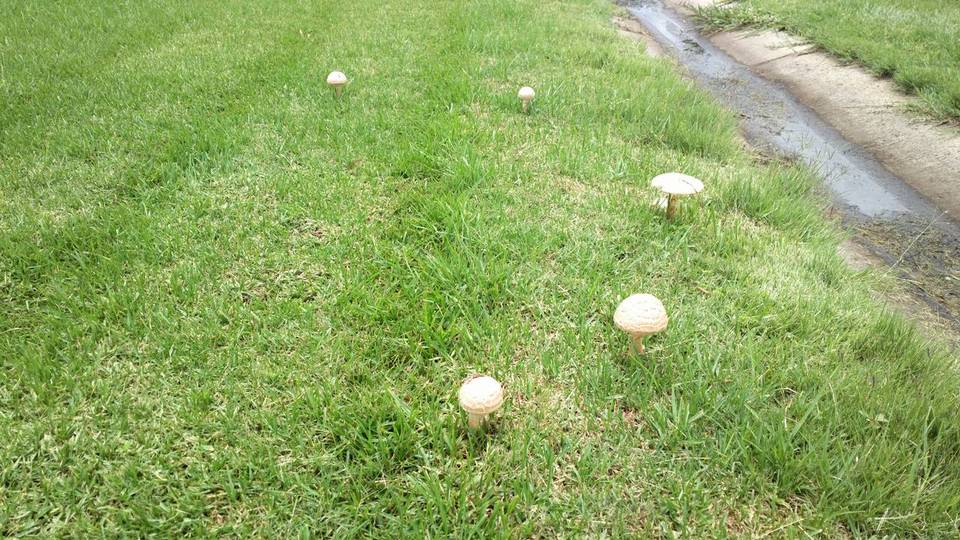 Amanita foetidissima image