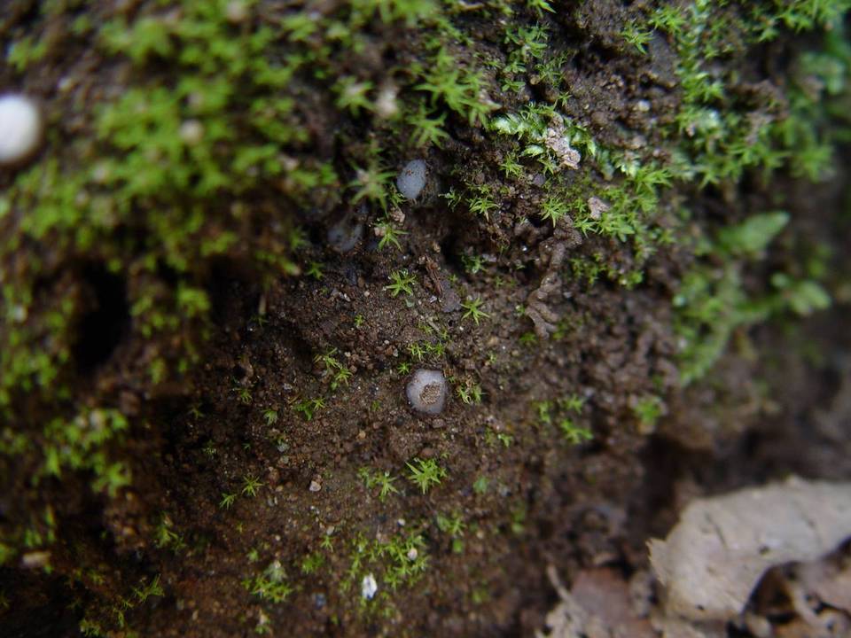 Trichophaea woolhopeia image