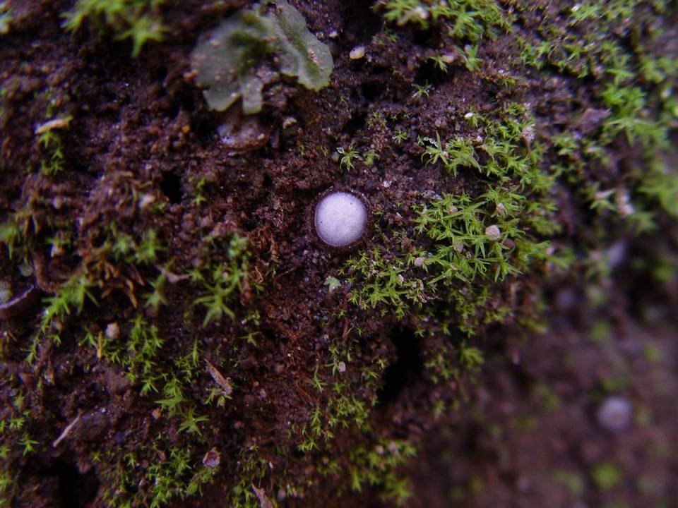 Trichophaea woolhopeia image