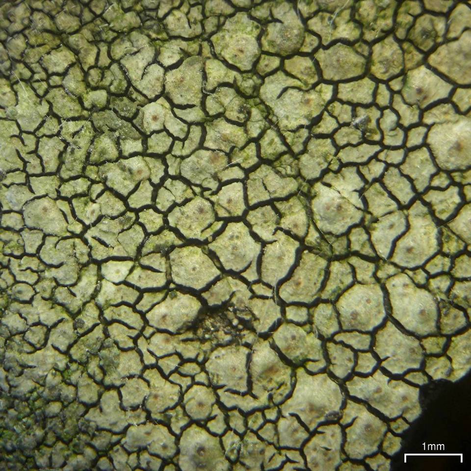 Endocarpon diffractellum image