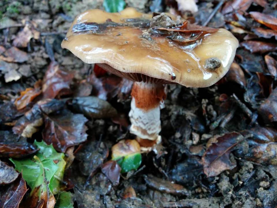 Cortinarius glutinosoarmillatus image