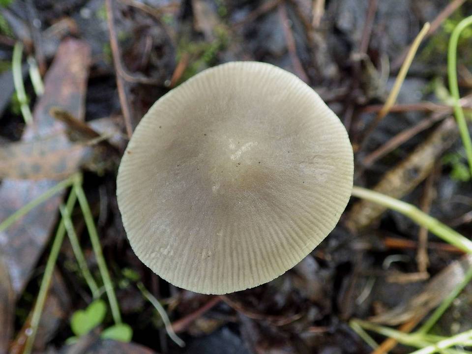 Pluteus cinereofuscus image