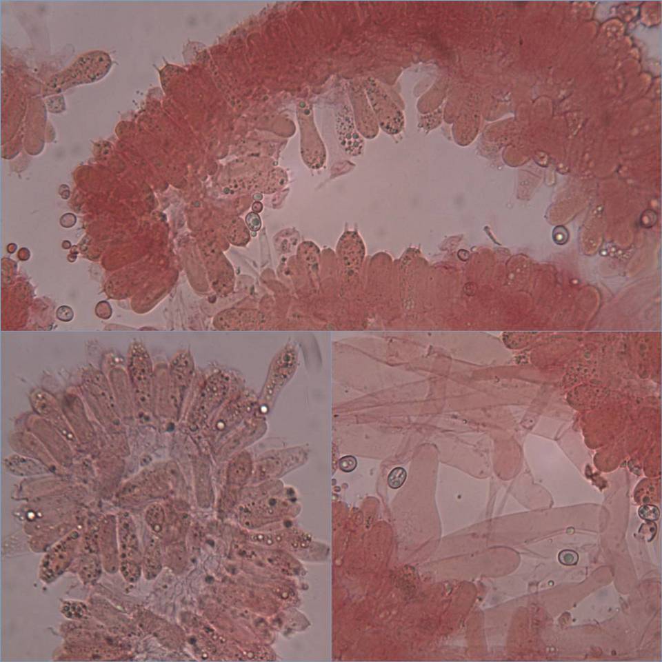 Pluteus cinereofuscus image