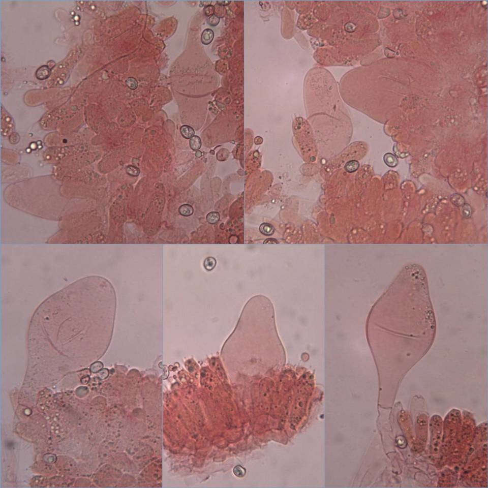 Pluteus cinereofuscus image