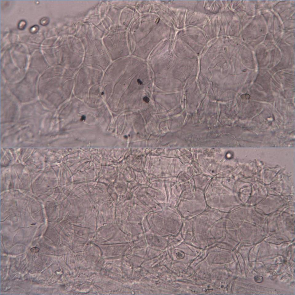 Pluteus cinereofuscus image