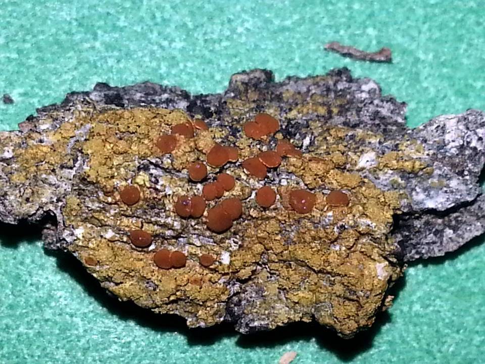 Caloplaca persimilis image