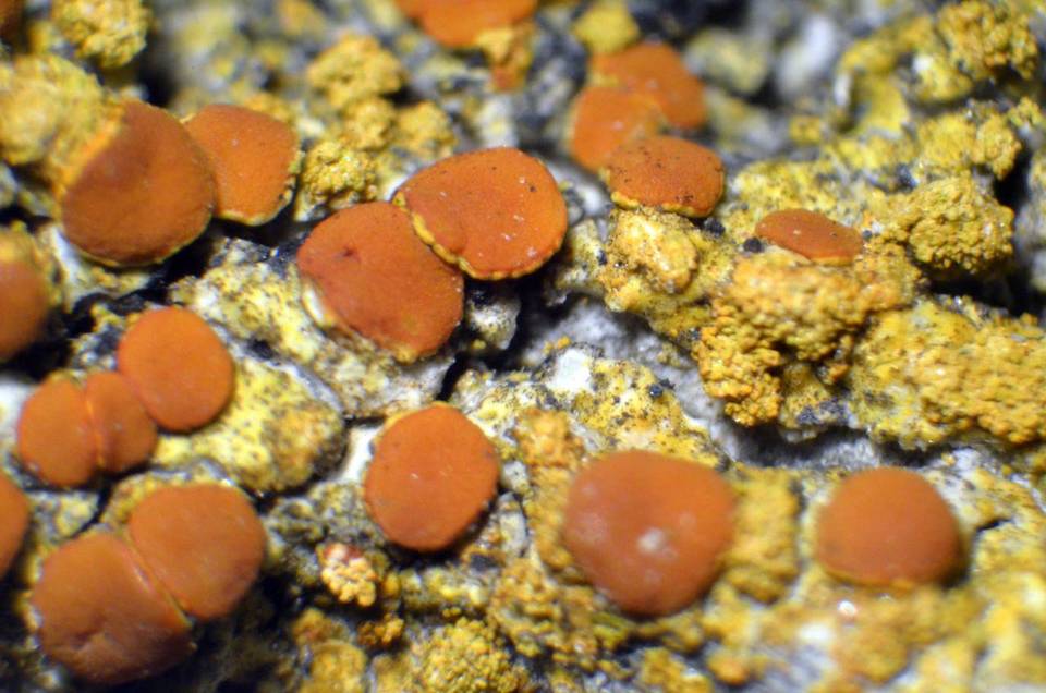 Caloplaca persimilis image